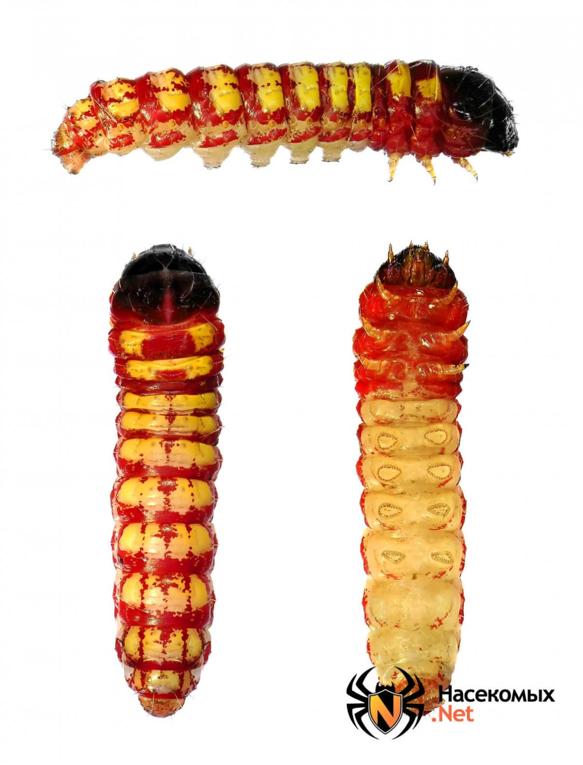 Lyonetia clerkella l.