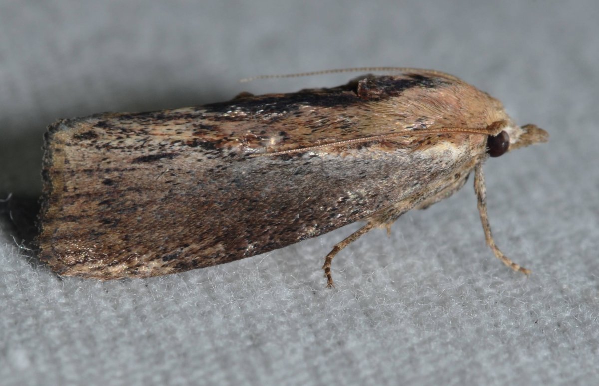 Ковровый Жук кожеед