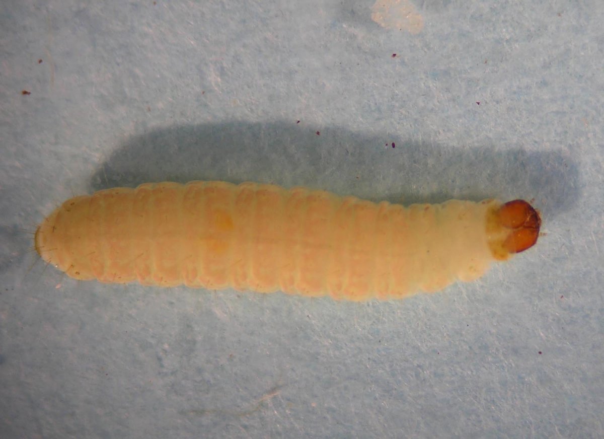 Моль платяная гусеница