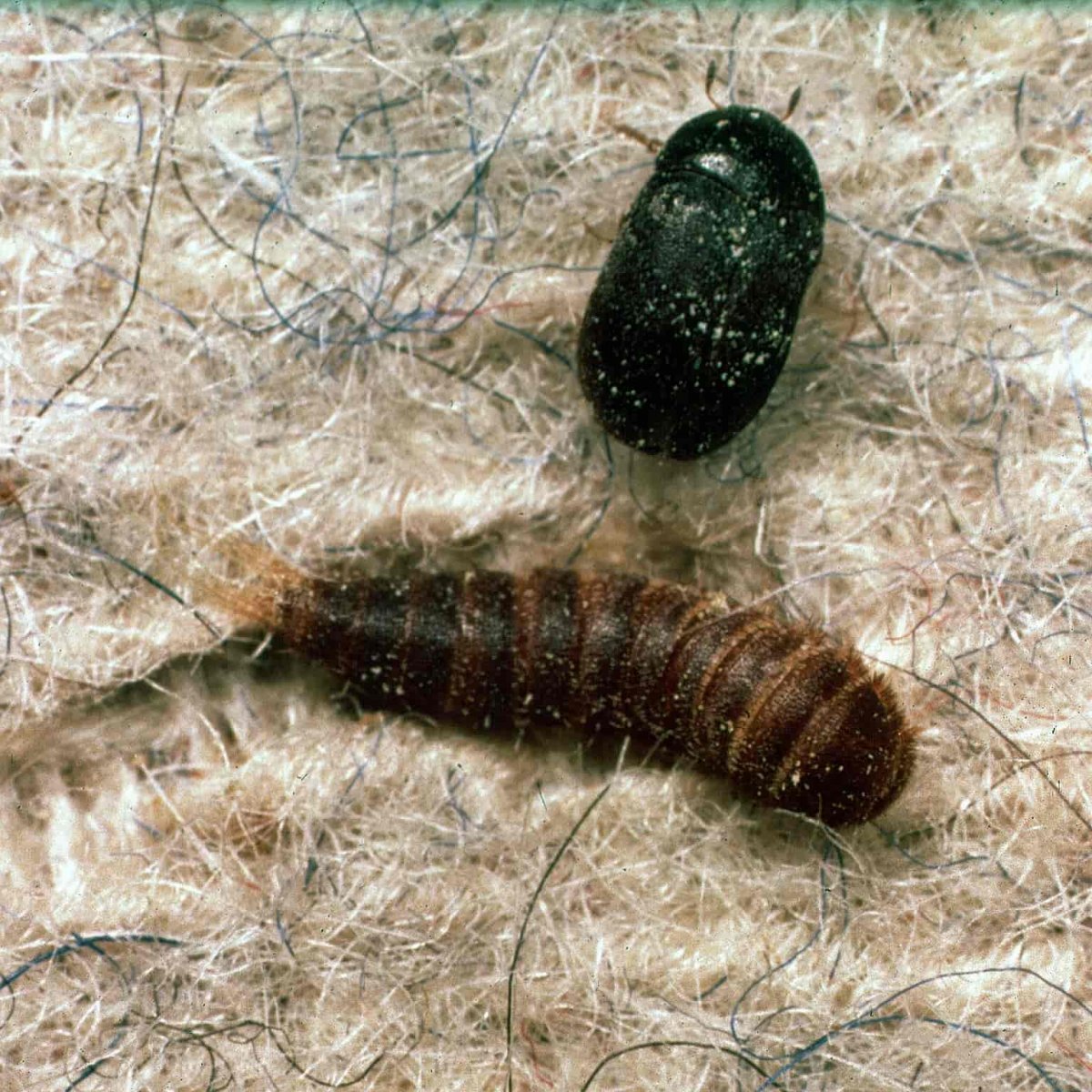 Galleria mellonella личинка