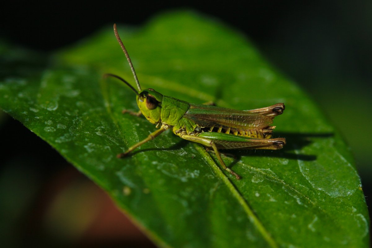 Углокрылый кузнечик
