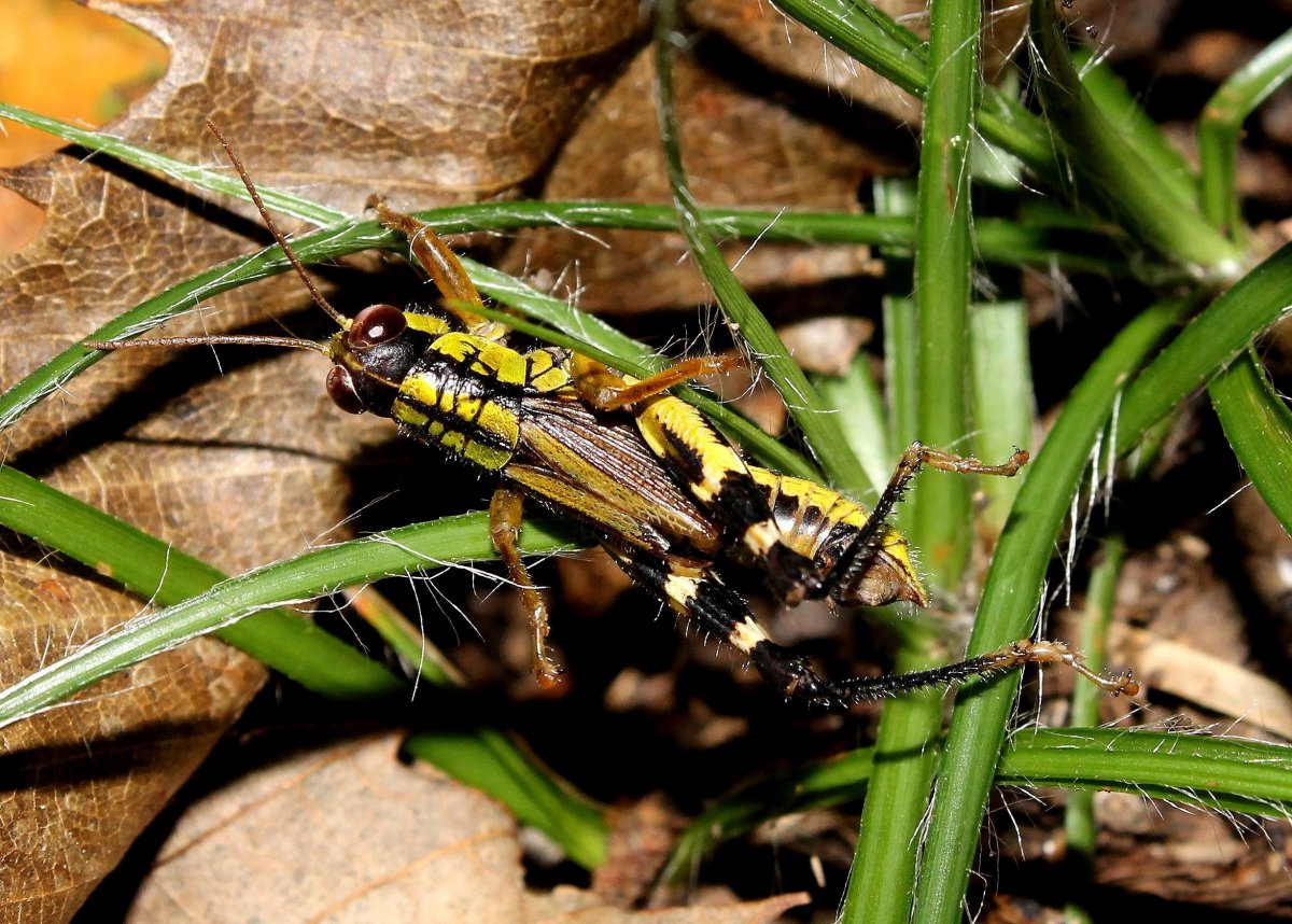 , Мелкие беспозвоночные насекомые Абхазии