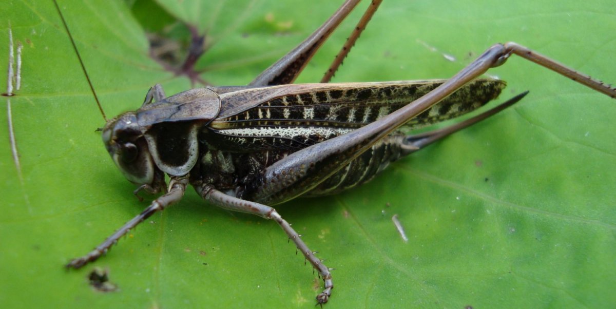 Черный кузнечик