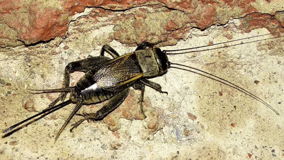 Жук сверчок