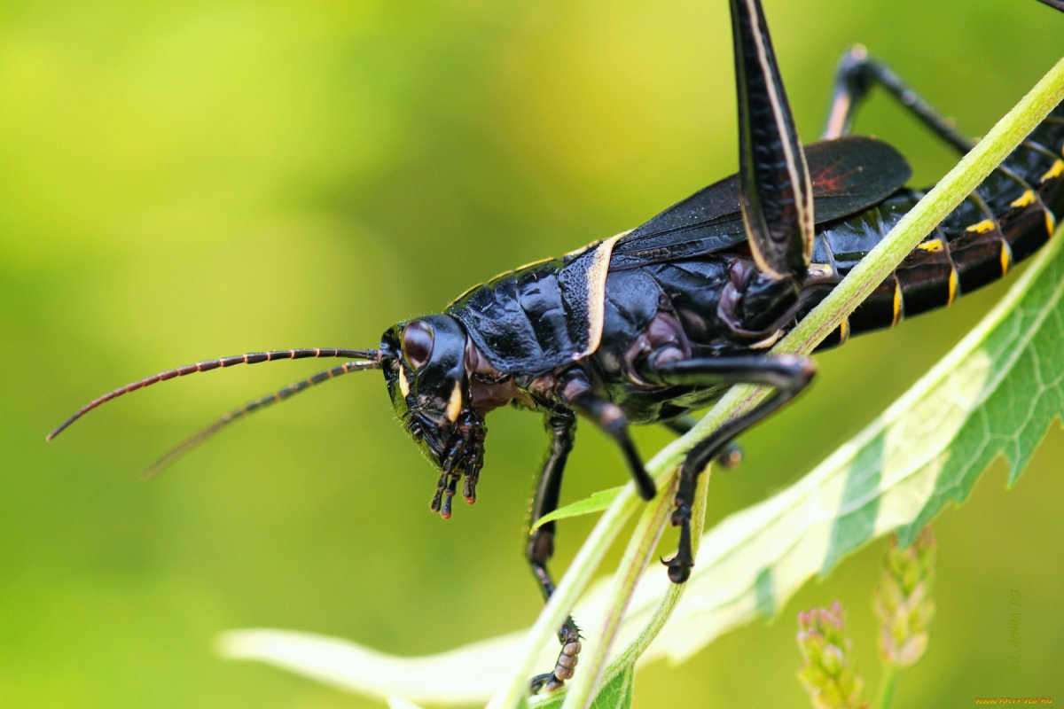 Кузнечик Бизон