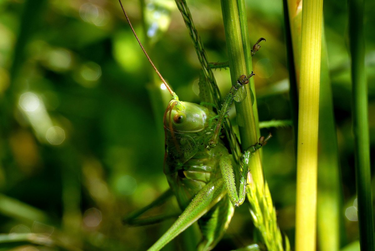 Кузнечик ест траву