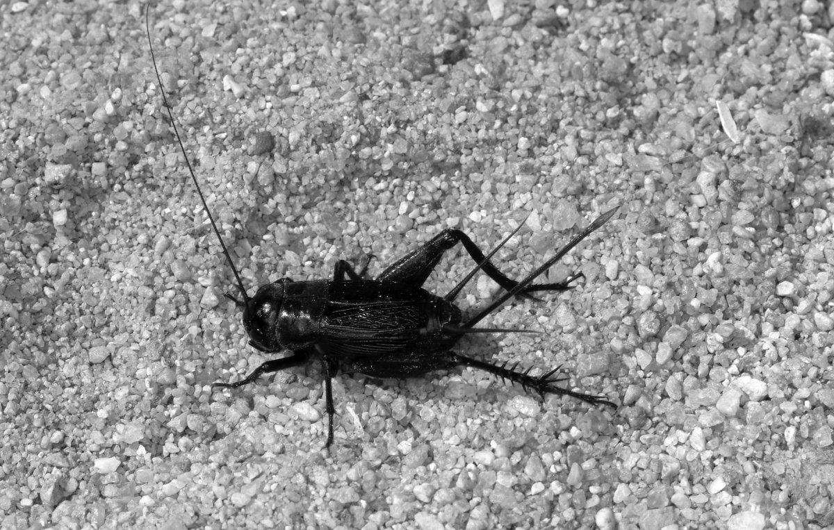 Сверчок Крымский черный