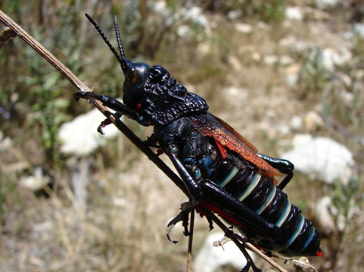 Черный кузнечик