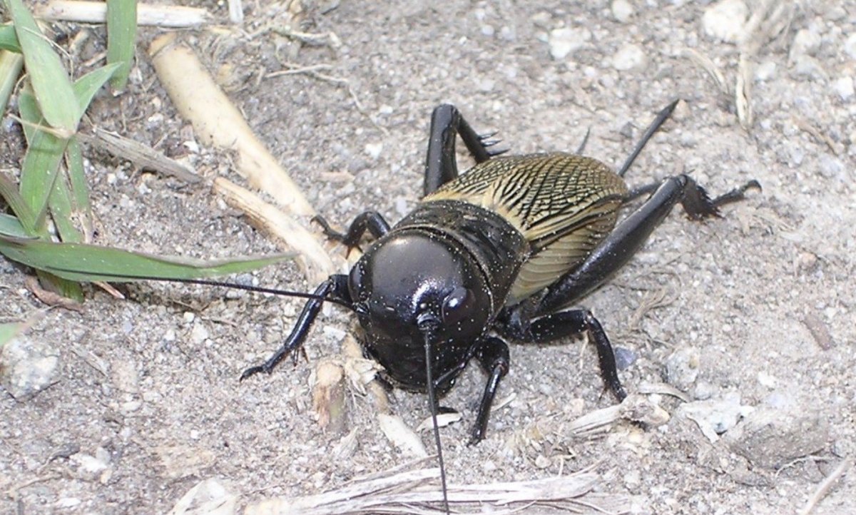 Сверчков горный