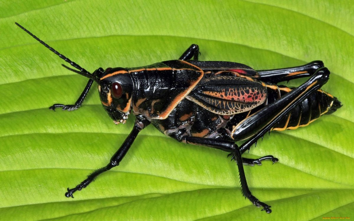 Кузнечик с красными крыльями