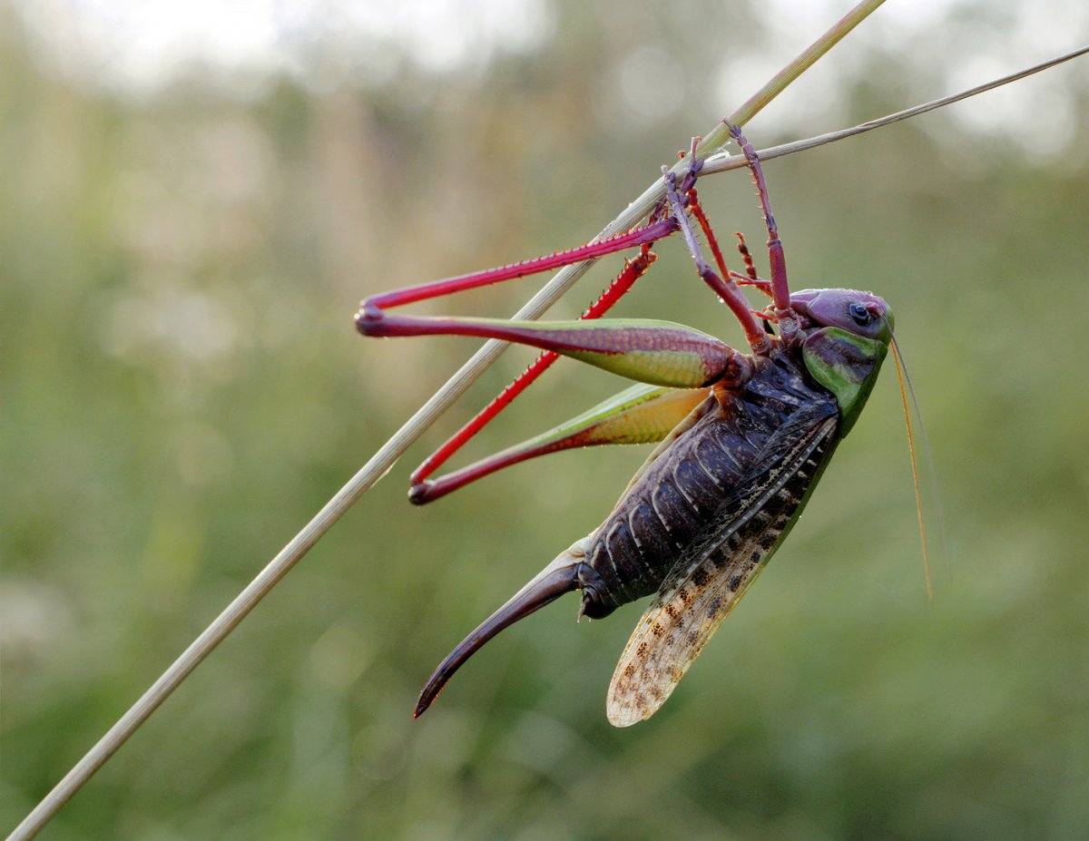 Франчо кузнечик