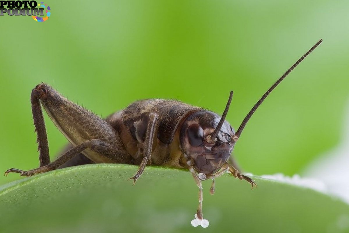 Сверчок обыкновенный насекомое