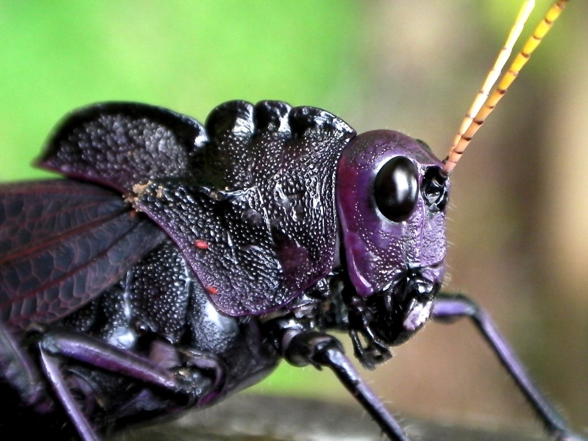 Кузнечик амбликорифа (Amblycorypha oblongifolia)
