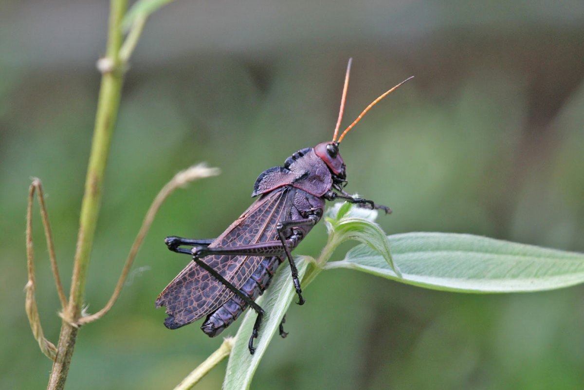 Большой черный кузнечик