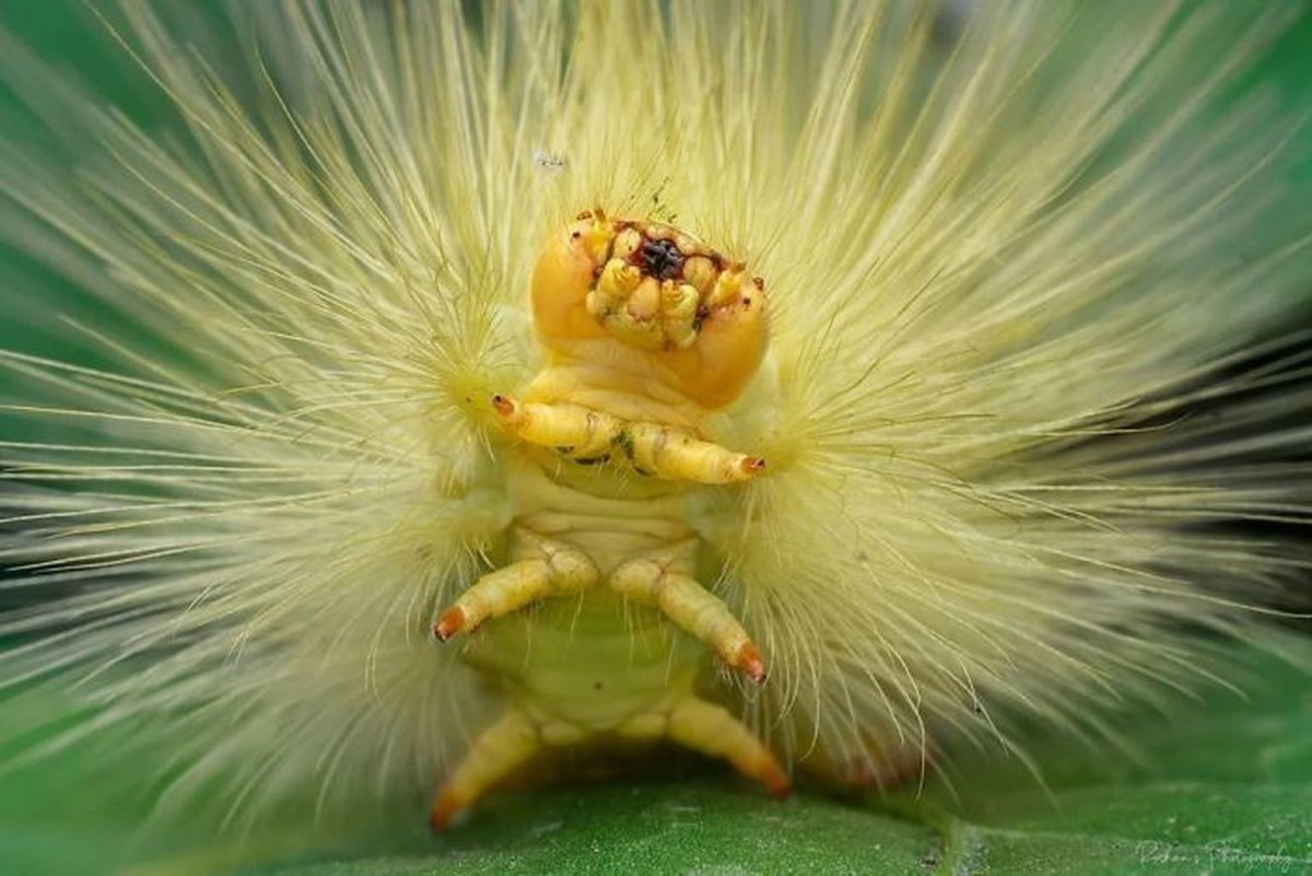 Редкие гусеницы
