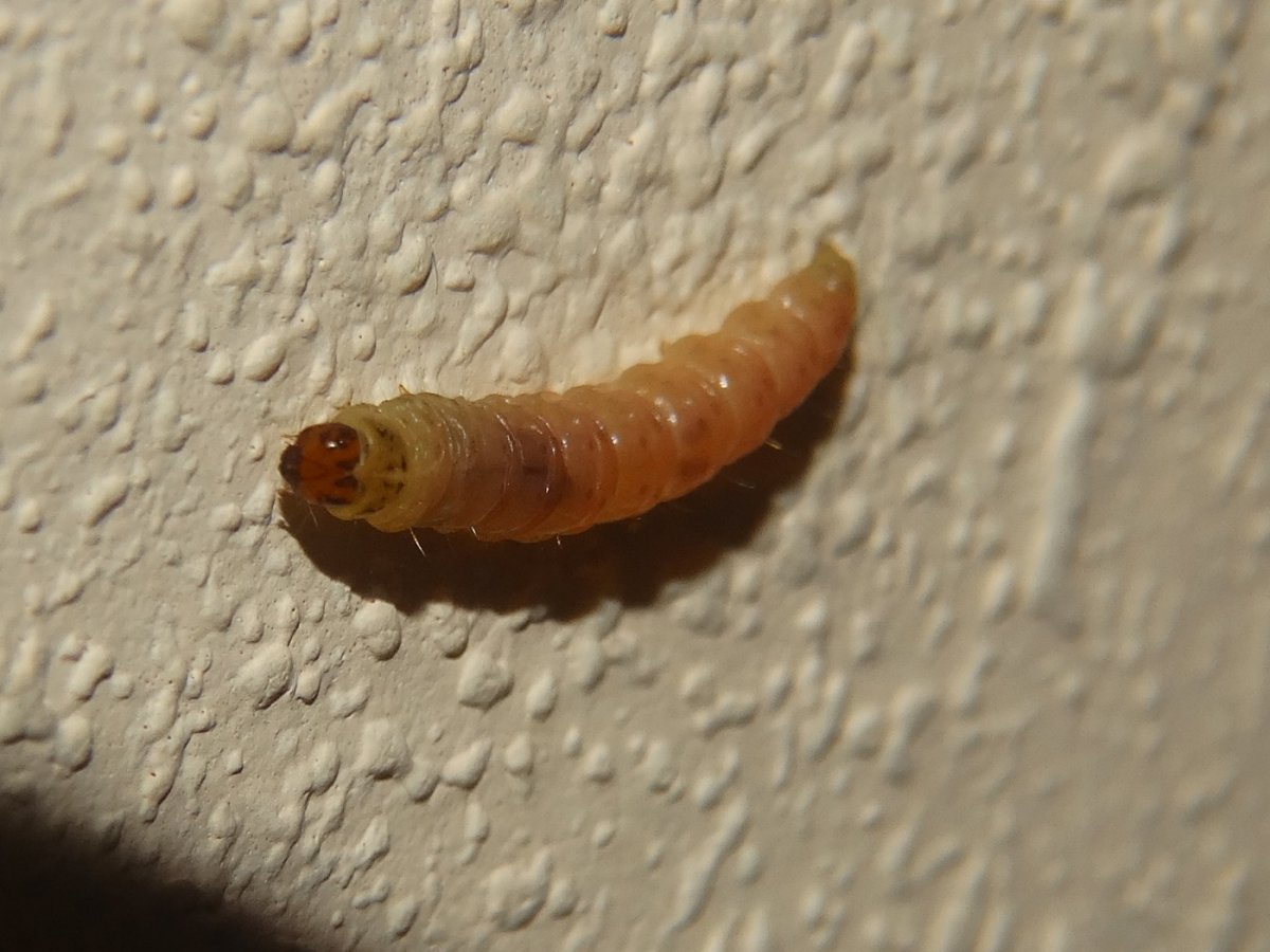 Куколки насекомых в квартире