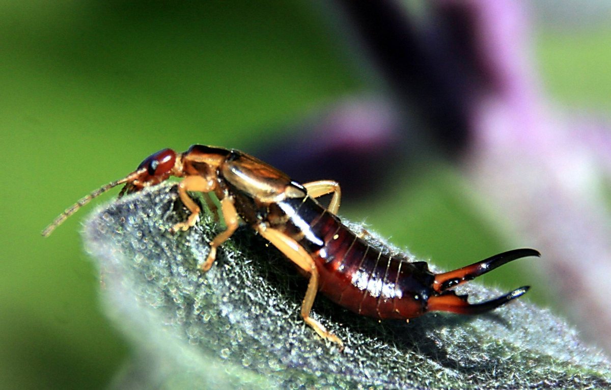 Уховёртка обыкновенная