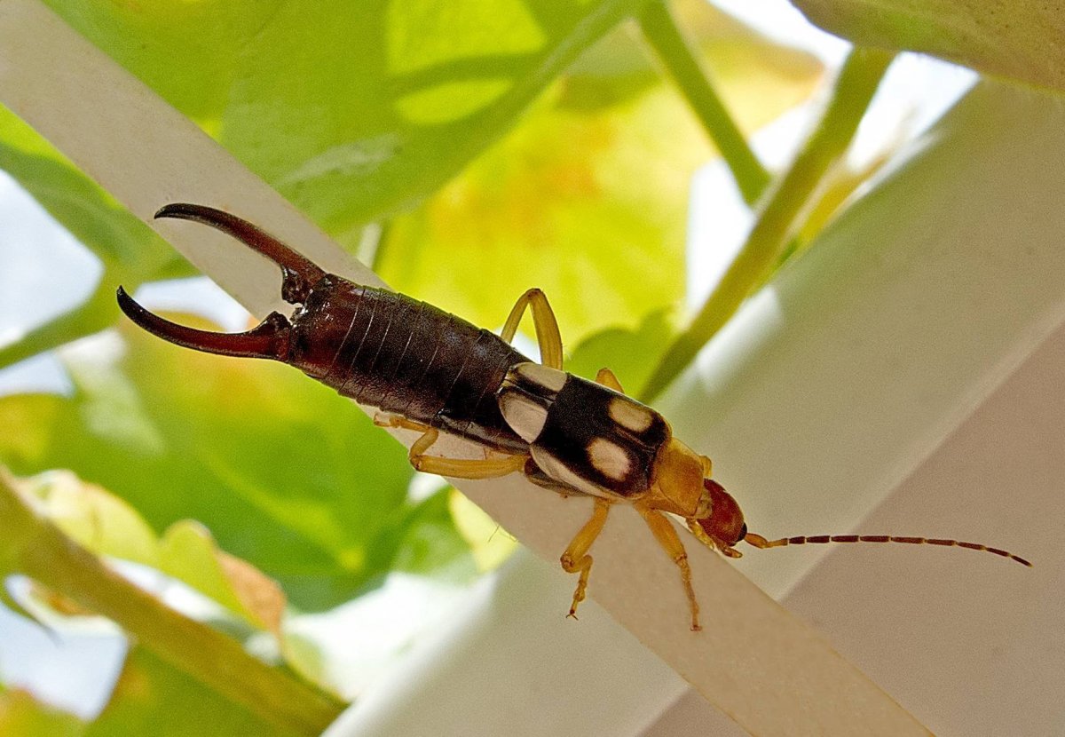Уховёртка обыкновенная