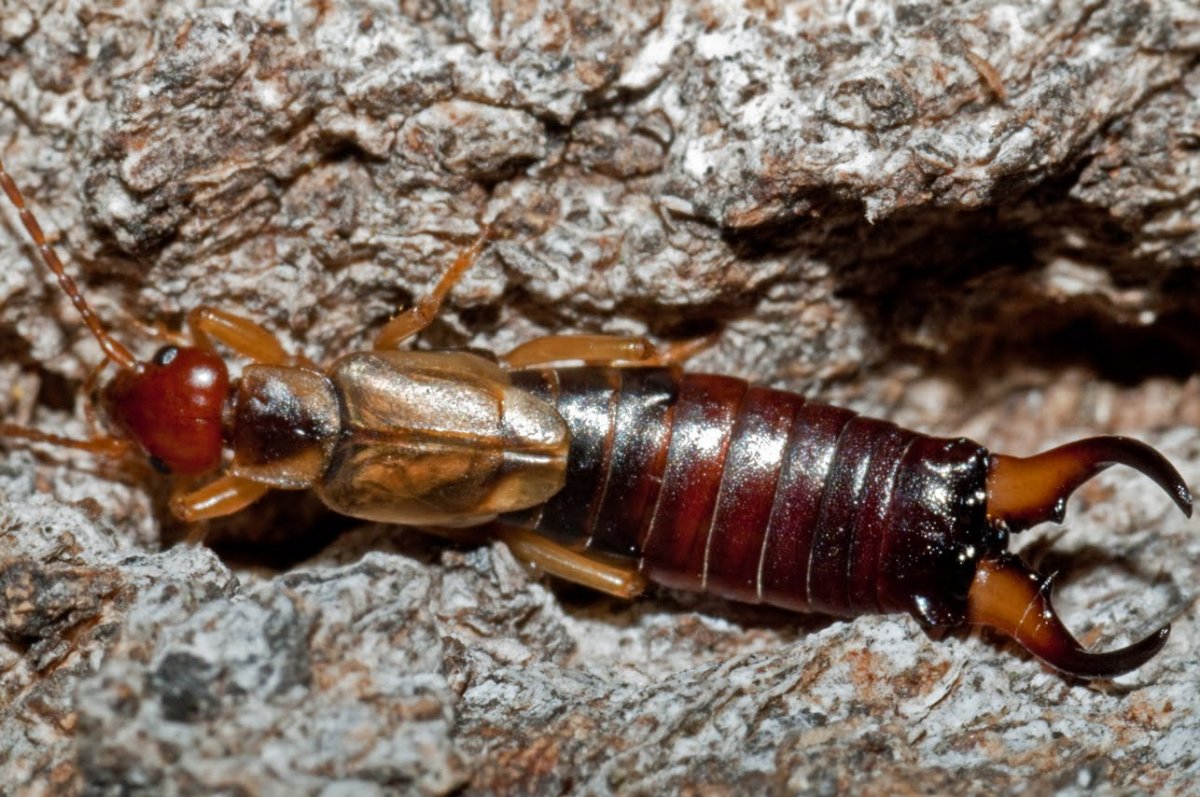 Уховертка Огородная