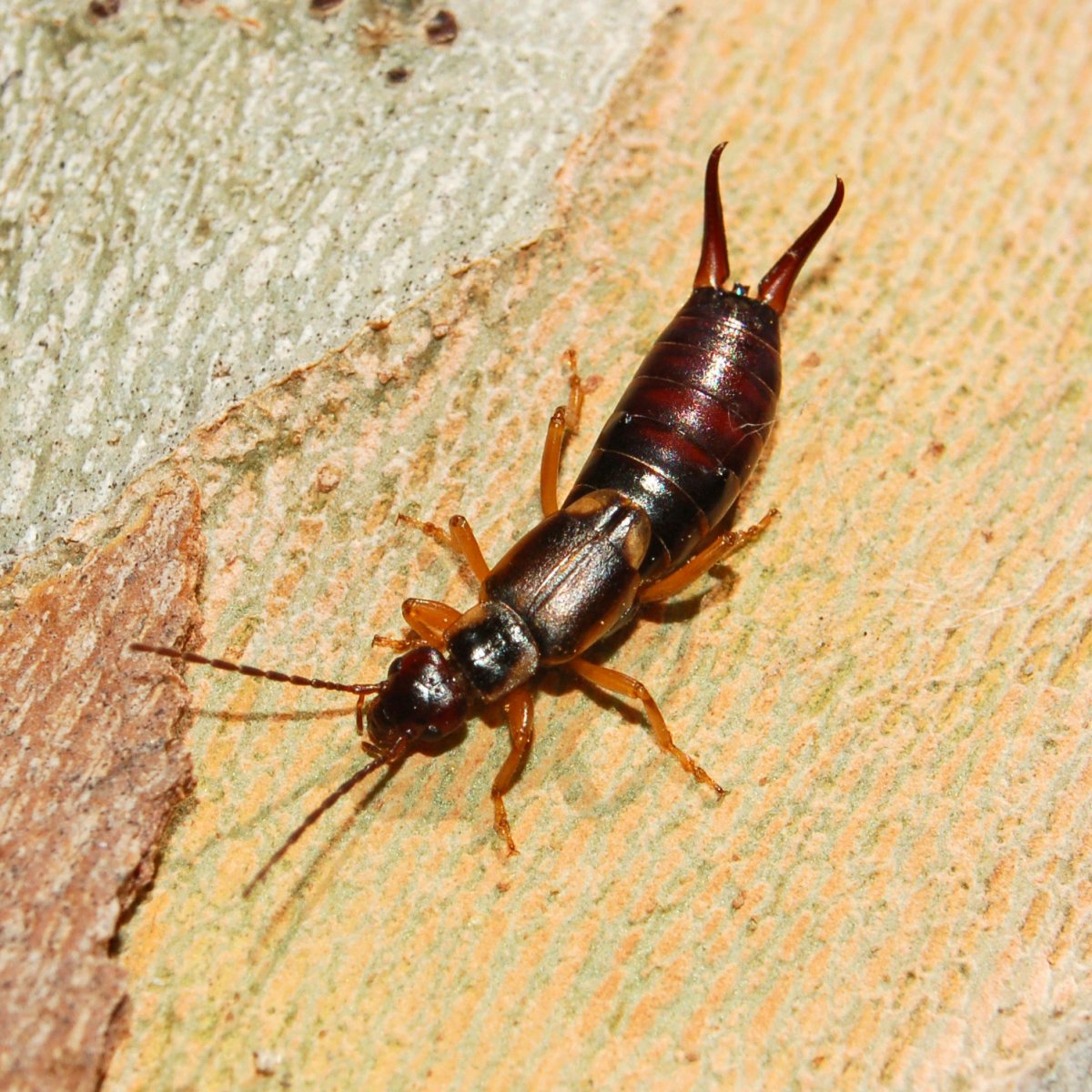 Чешуйница и уховертка