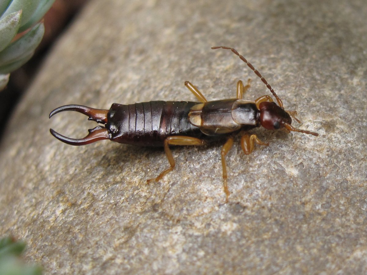 Мокрица двухвостка