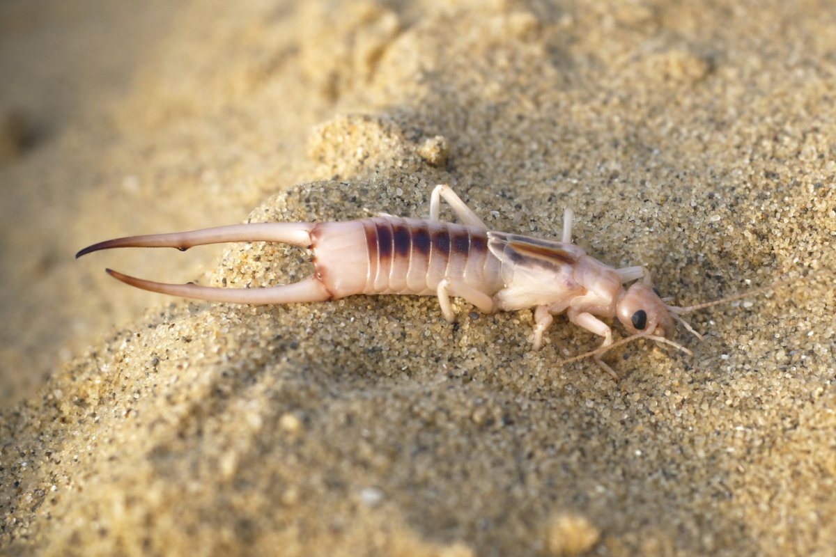 Мокрица двухвостка