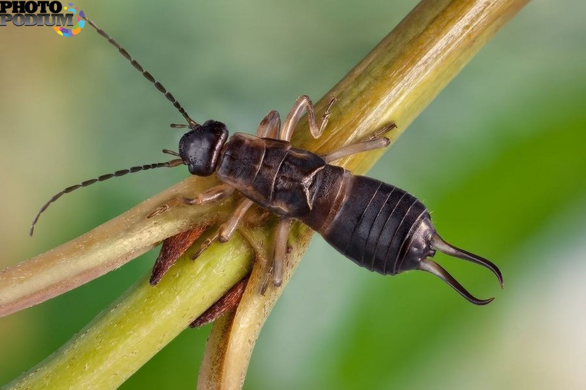 Уховертка Прибрежная