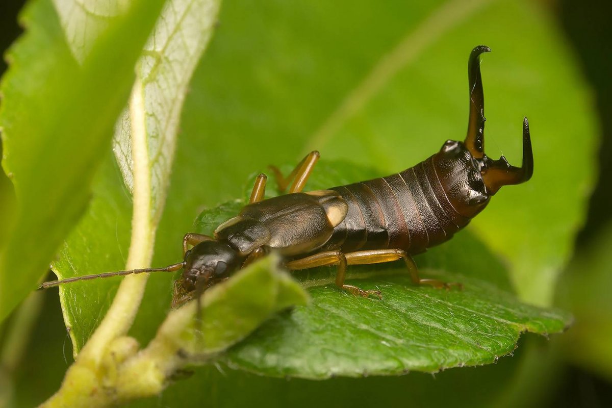 Двухвостка насекомое