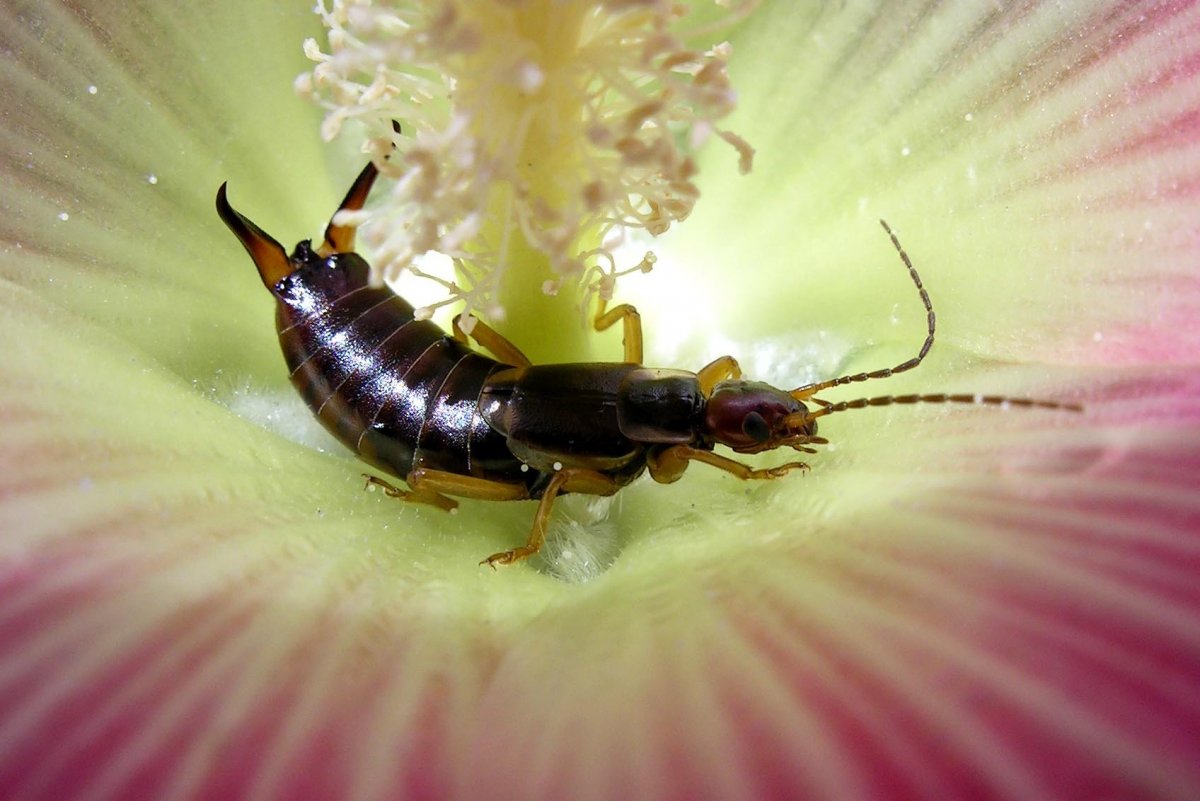 Жук двухвостка