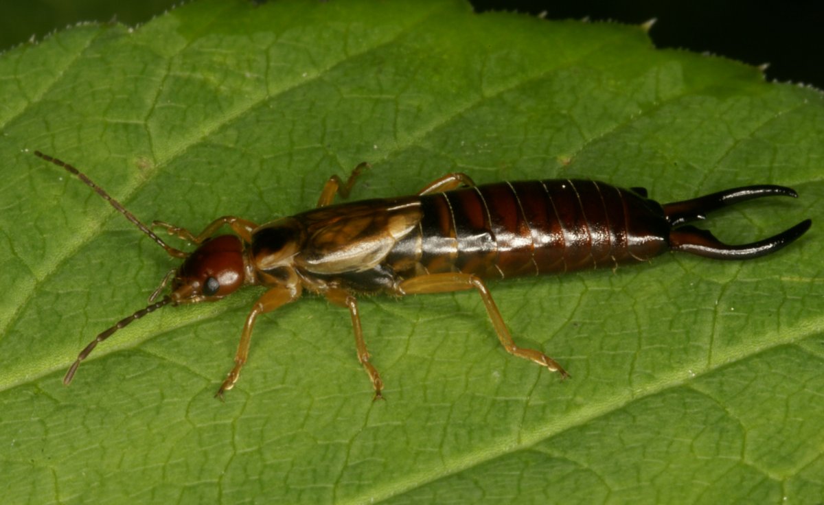 Двухвостка Садовая
