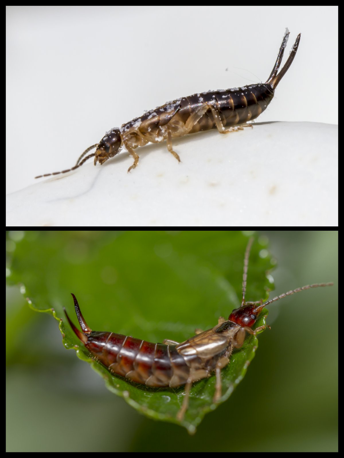 Личинка уховертки