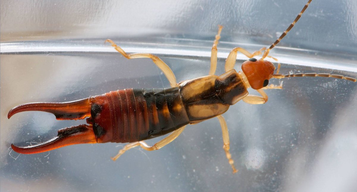 Двухвостка уховертка