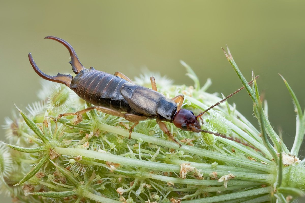 Уховертка обыкновенная двухвостка