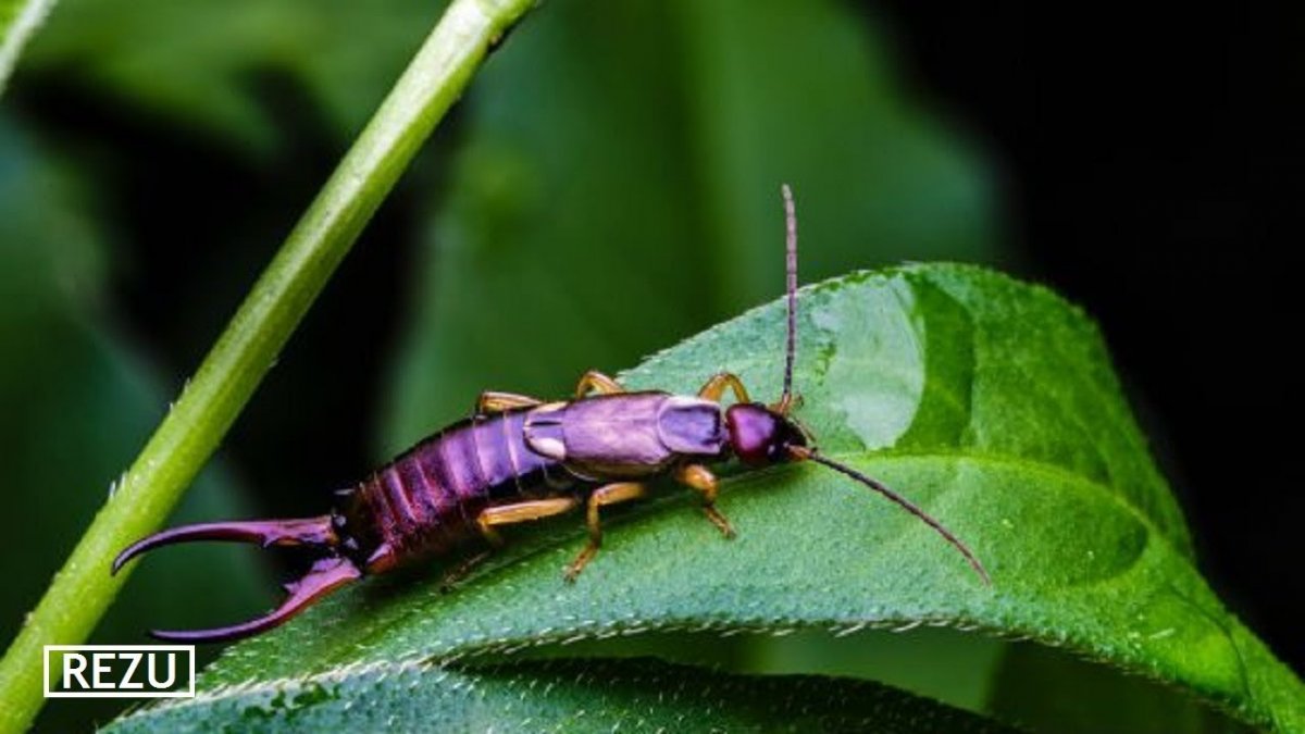 Жук двухвостка