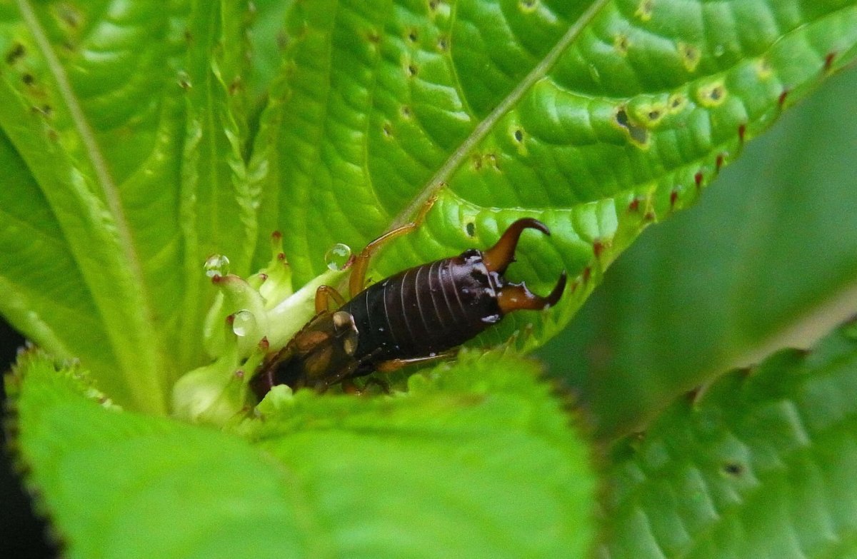 Двухвостка листовертка