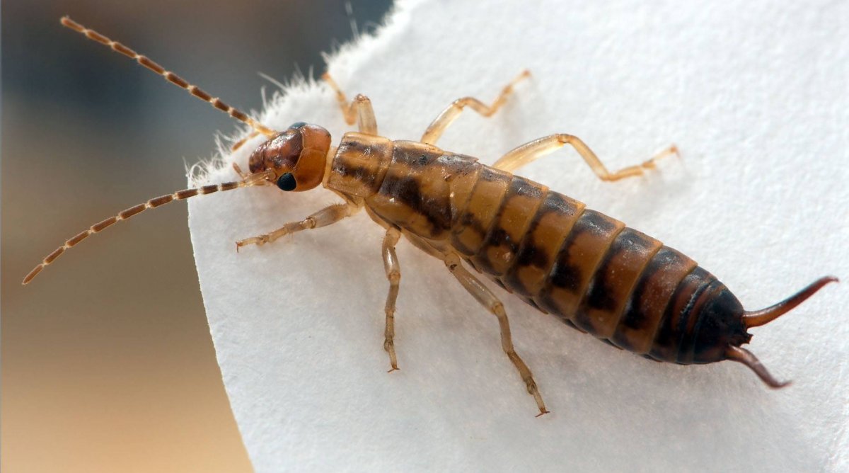 Двухвостка уховертка