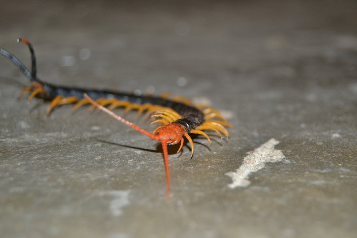 Уховёртка крылышки