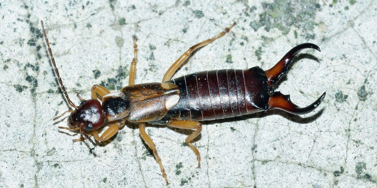 Уховертка Песчаная