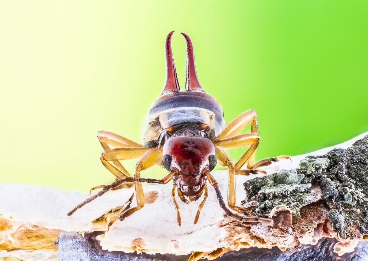 Уховертка маленькая