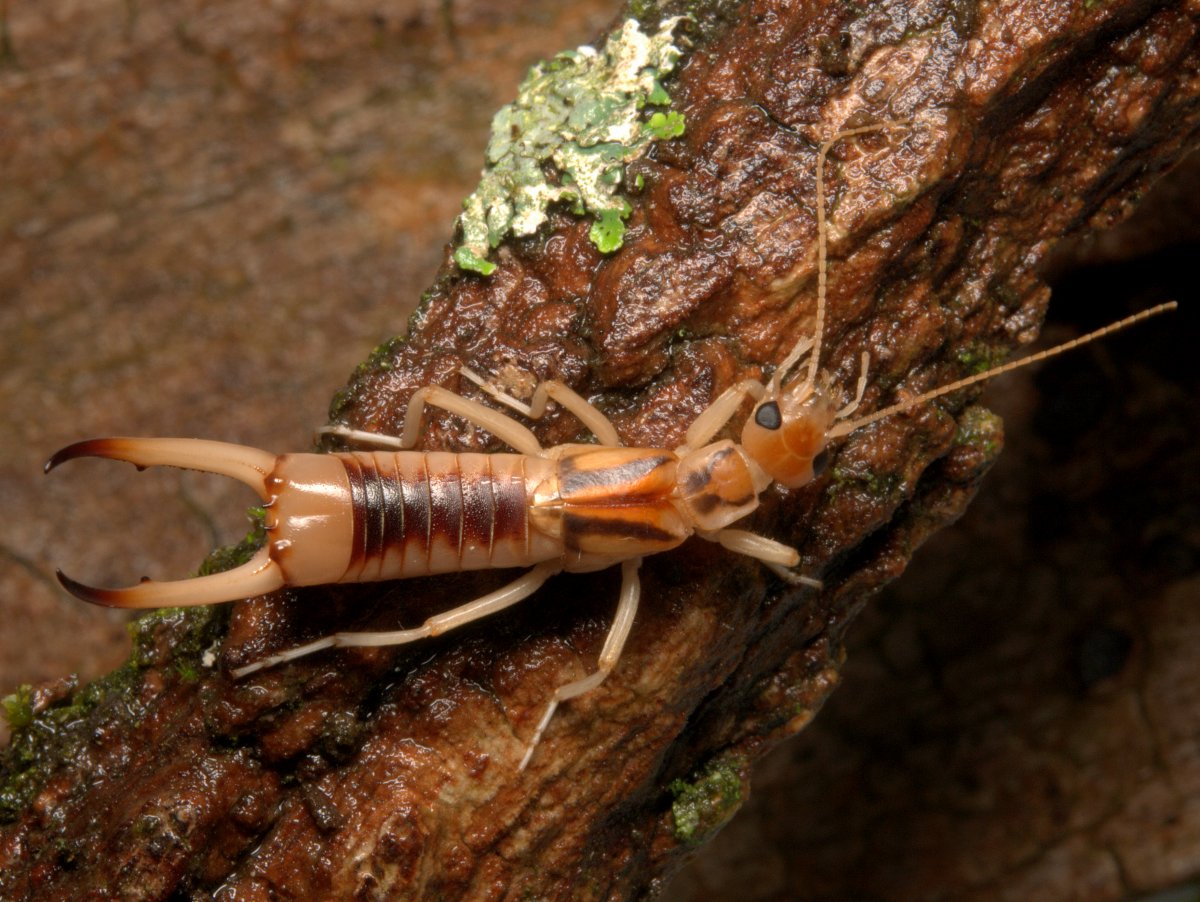 Dermaptera уховертки