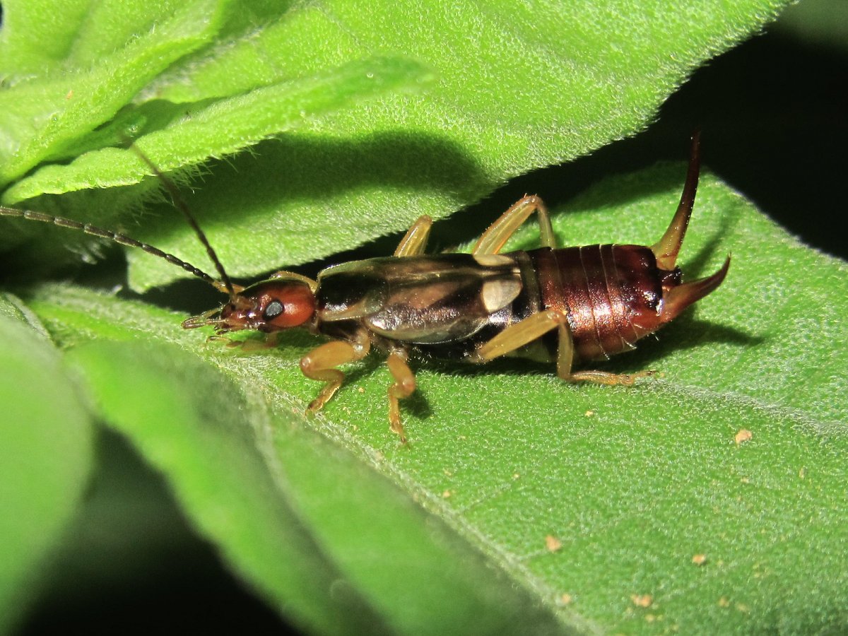 Щетинохвост насекомое
