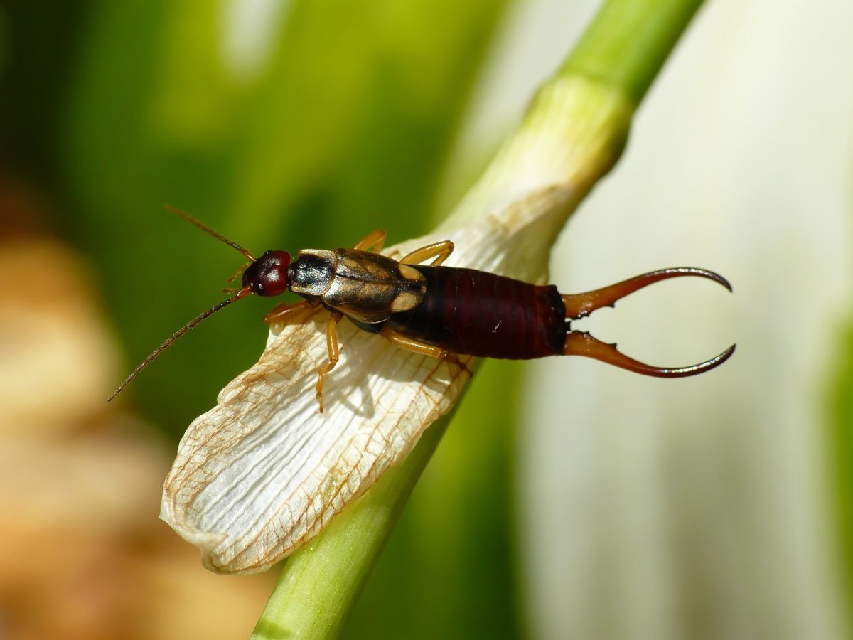 Уховёртка обыкновенная