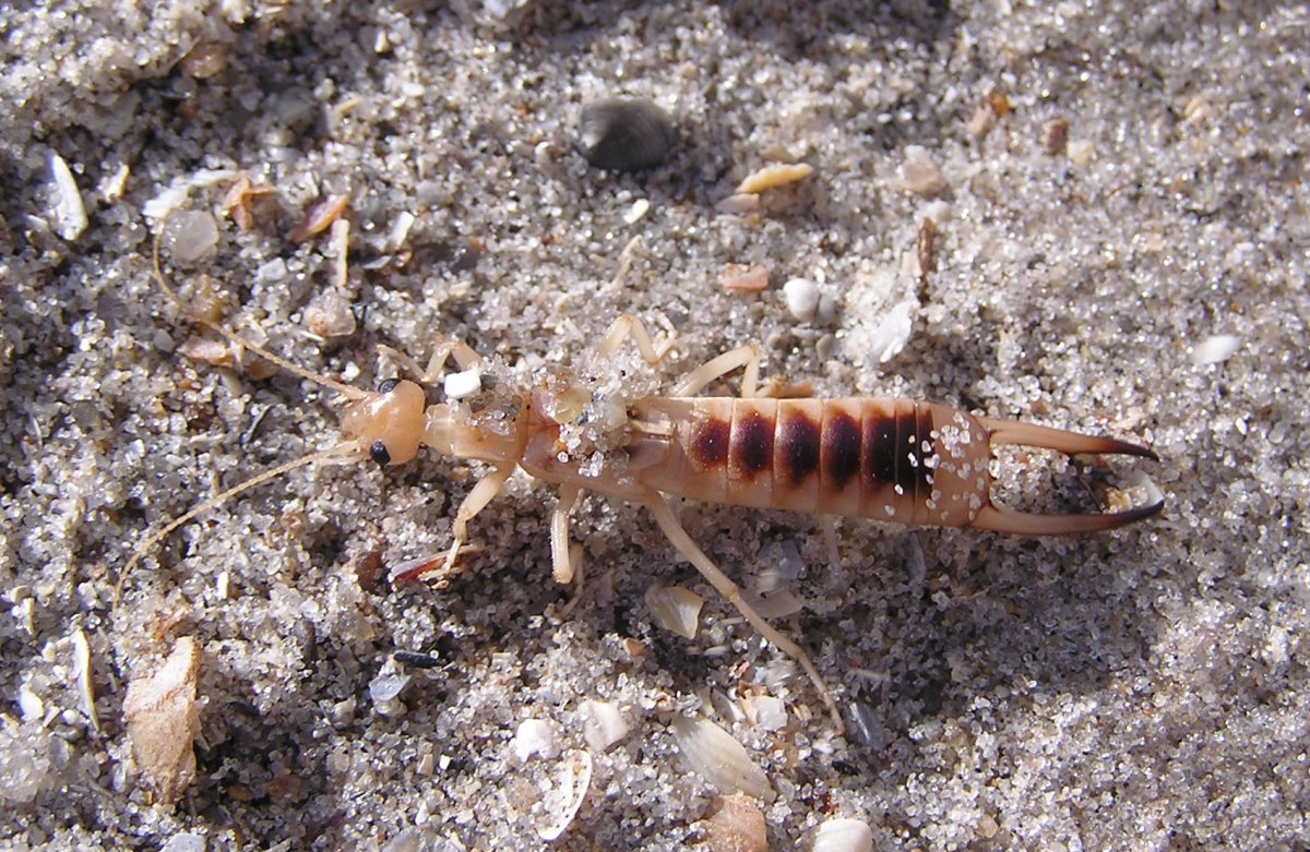 Уховертка Прибрежная