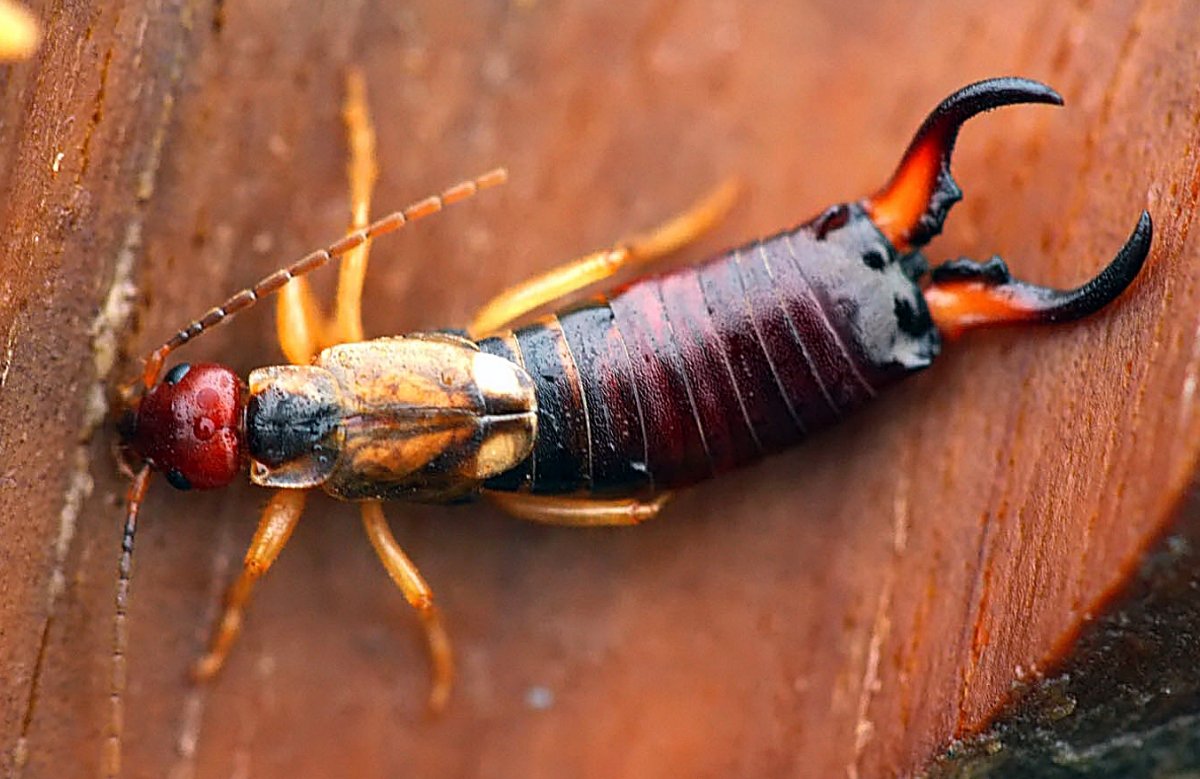 Гвинейская Пещерная уховертка