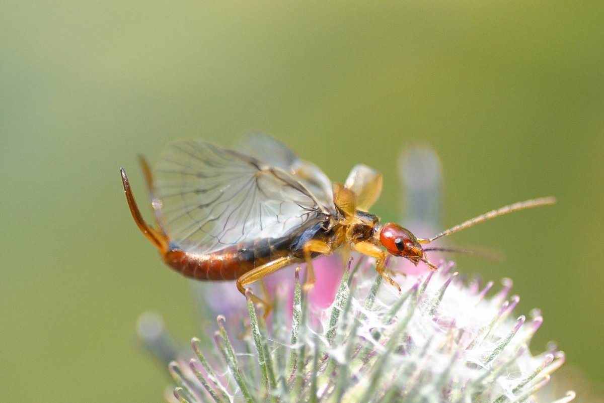 Насекомое уховертка