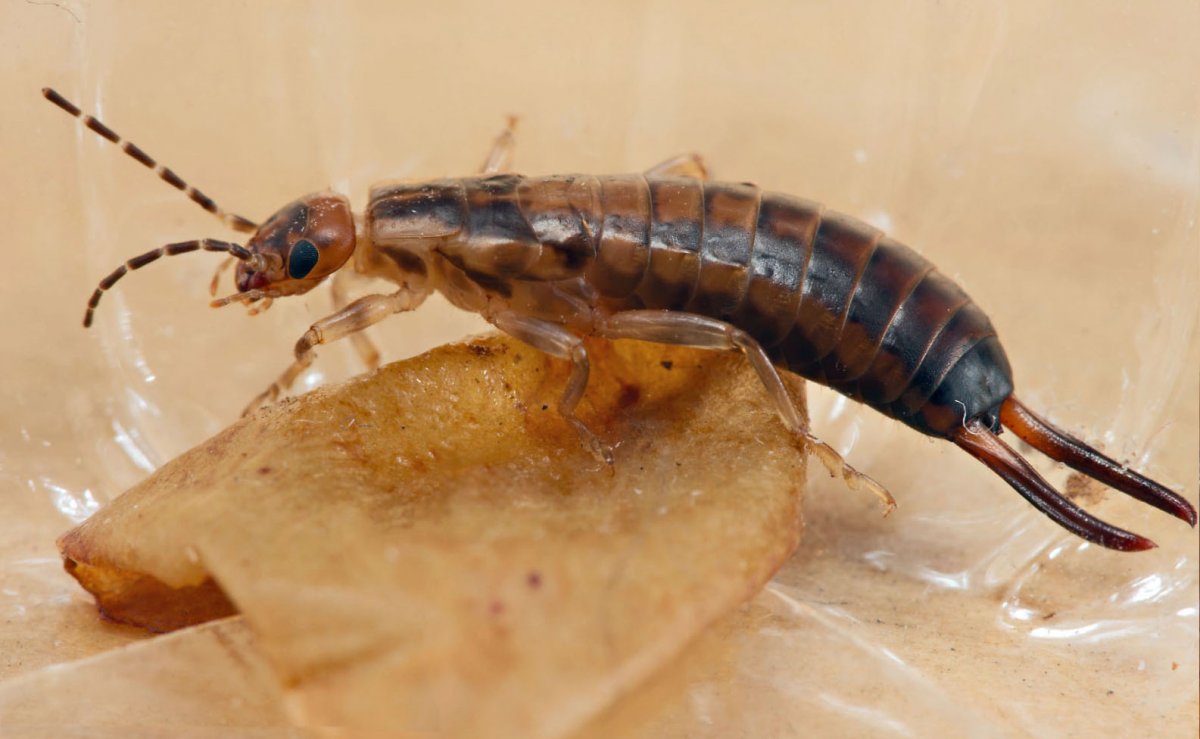 Мокрица двухвостка