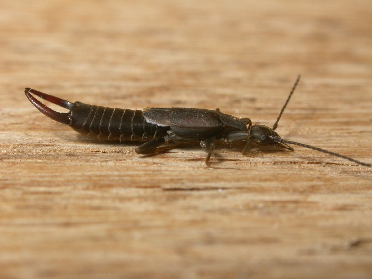 Уховертка обыкновенная двухвостка