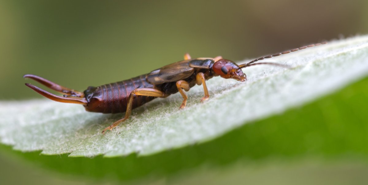 Уховертка стенобионт