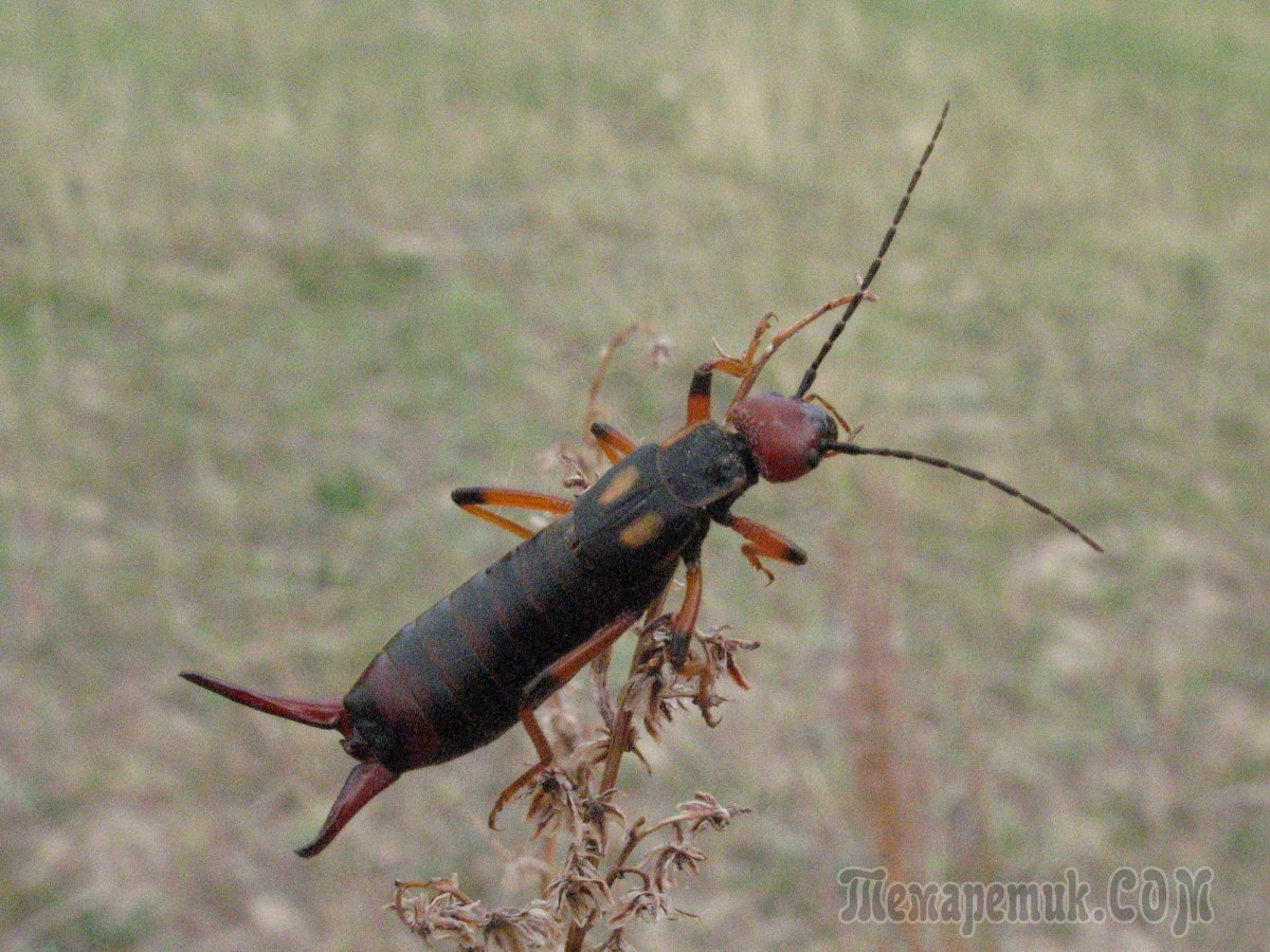 Уховертка Федченко