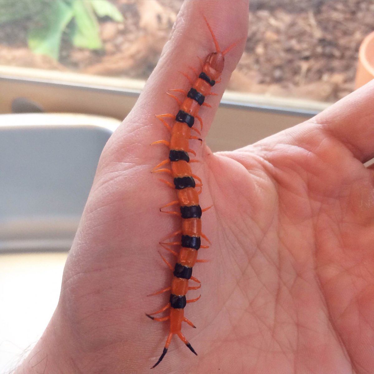 Двухвостка медведка